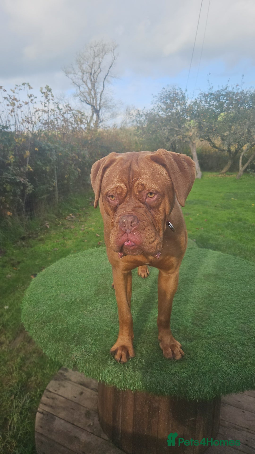 Dogue De Bordeaux dogs for sale: Buddy  - Advert 4