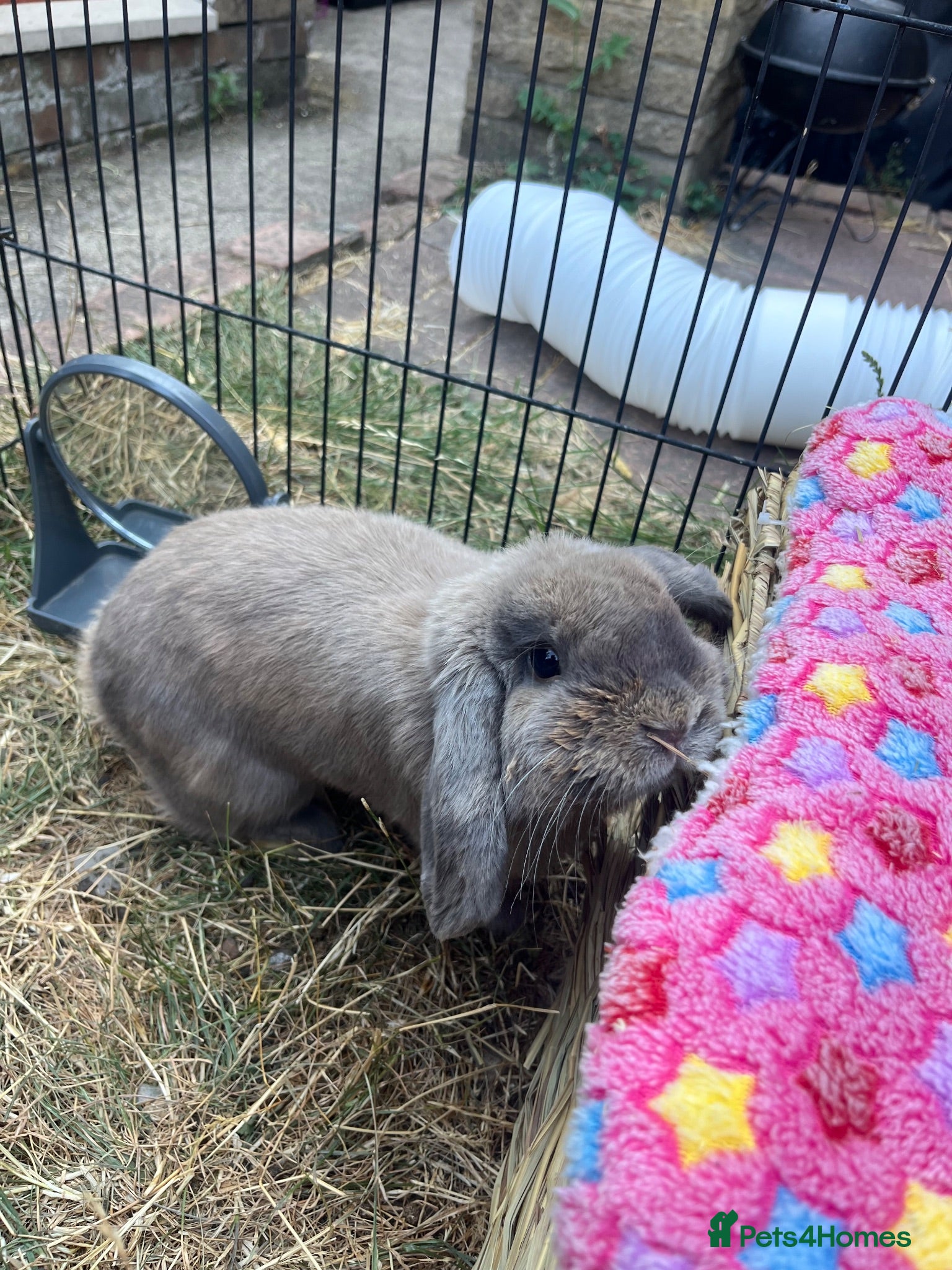 Mini Lop rabbits 2 pure mini lop males  - Advert 1