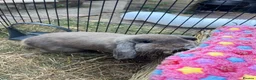 Mini Lop rabbits for sale: 2 pure mini lop males  - Advert 1