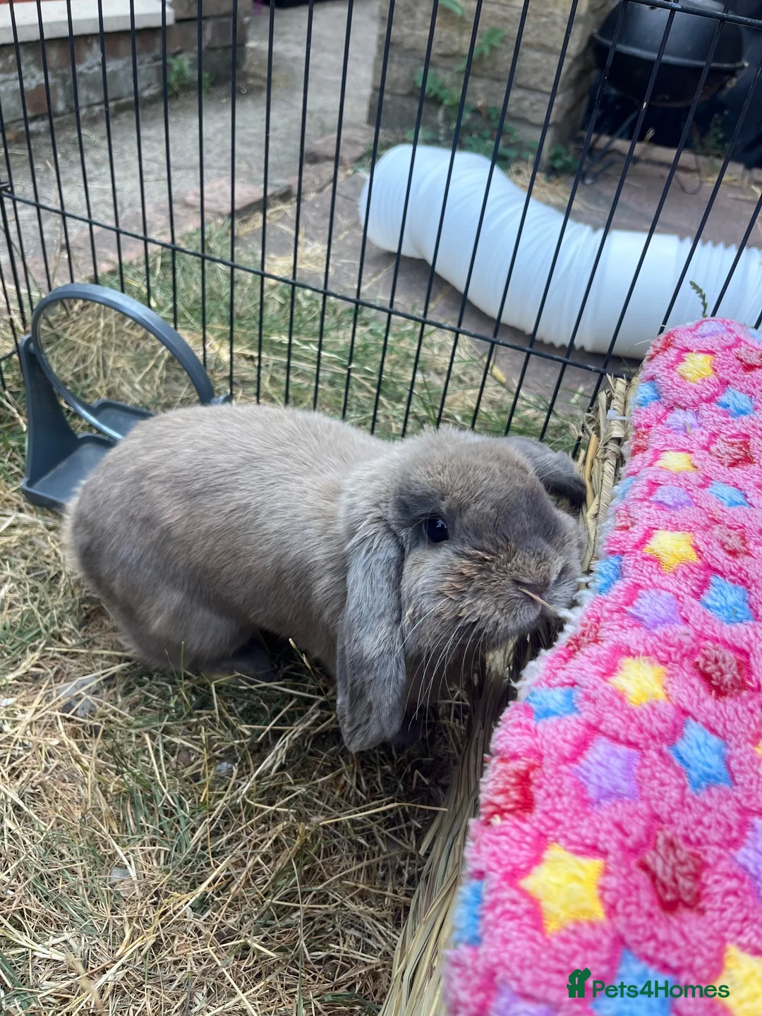 Mini Lop rabbits for sale: 2 pure mini lop males  - Advert 1