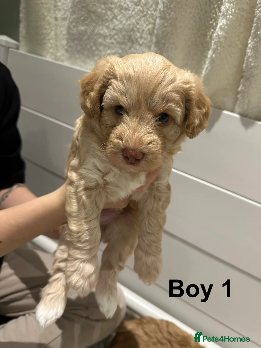 Cavapoo dogs for sale: 💥ONE BOY LEFT💥 F1B Cavapoo Puppies - Advert 24