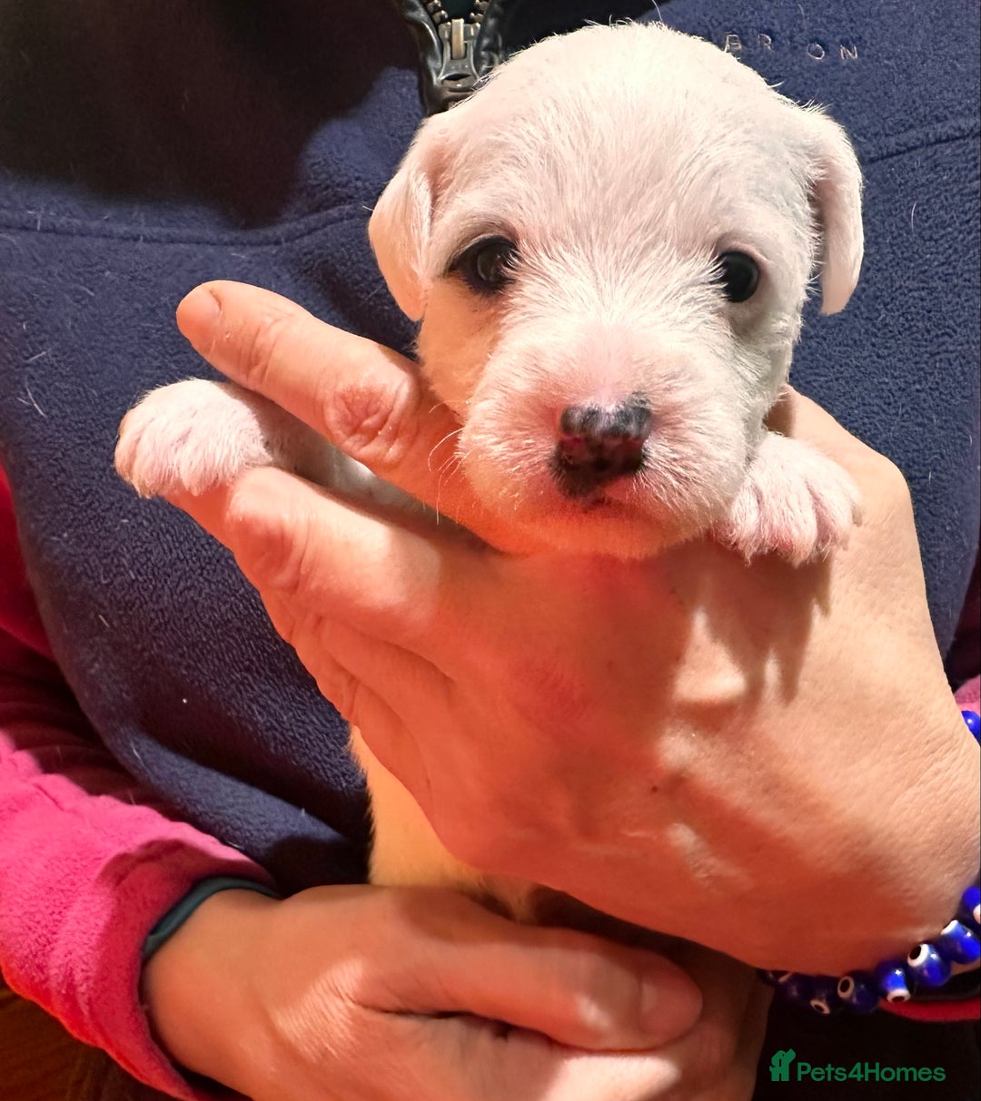 Parson Russell dogs for sale: Stunning litter - Advert 8