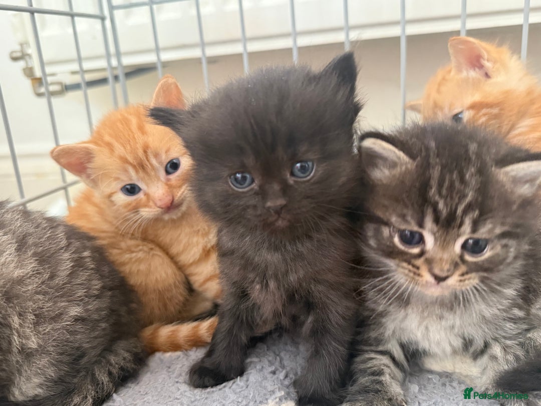 Ragdoll cats for sale: 4 ragdoll x tabby kittens left - Image 1