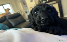 Cockapoo dogs for sale: F2 cockapoo puppies - Image 14
