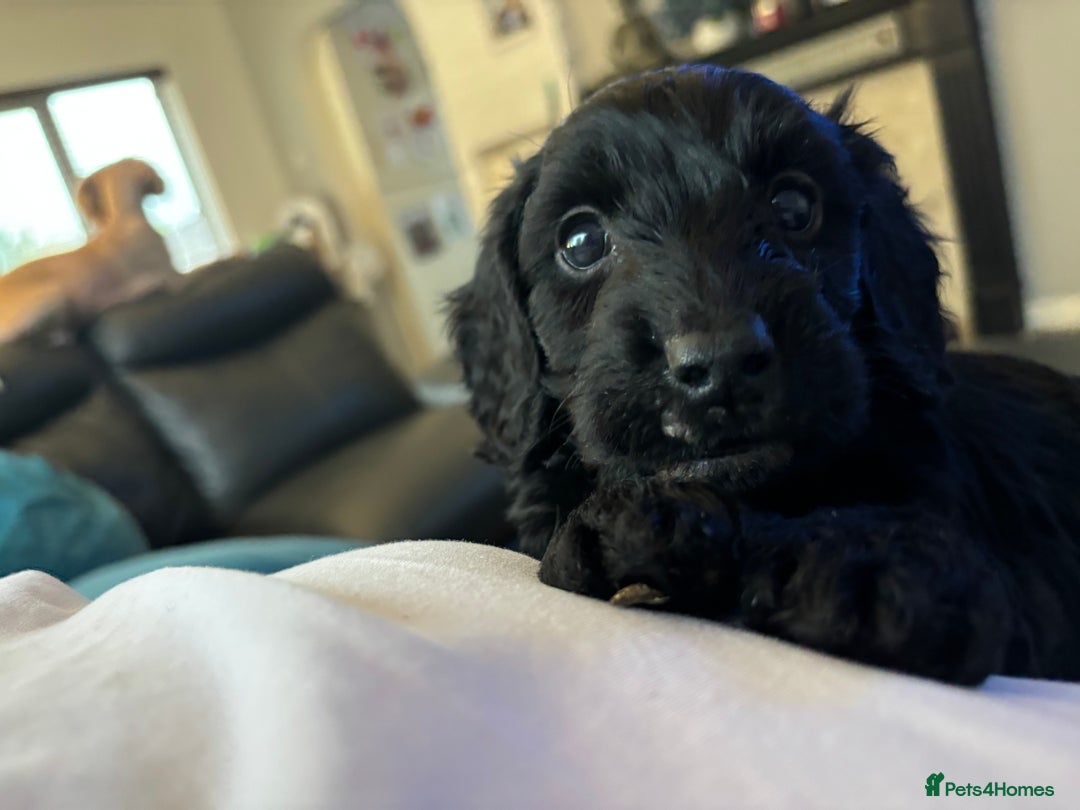 Cockapoo dogs for sale: F2 cockapoo puppies - Image 14
