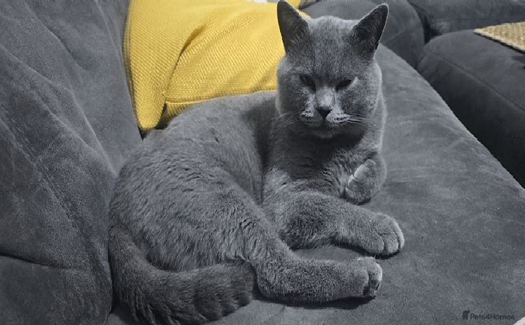 British Shorthair cats - Advert 9