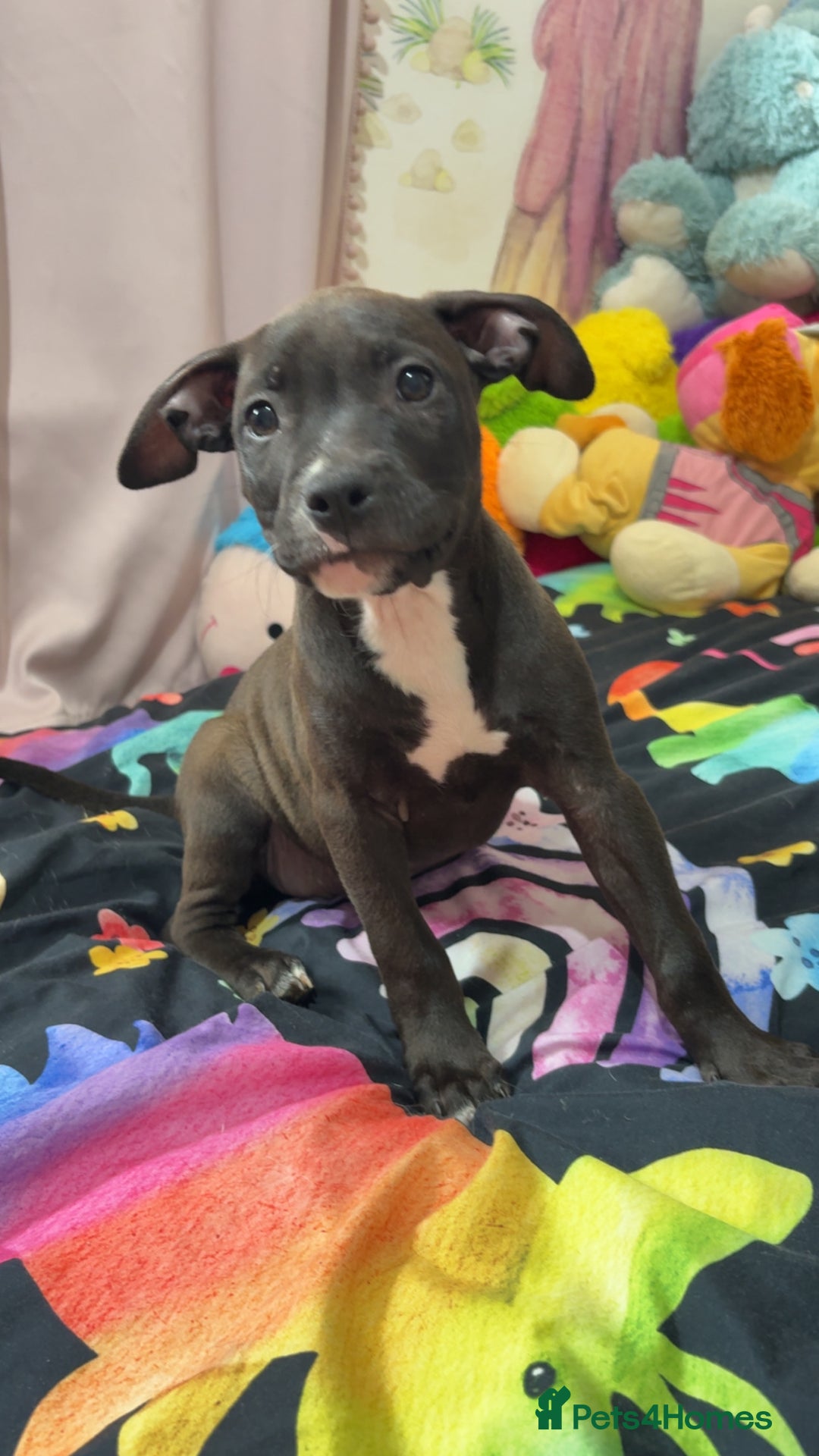 Mixed Breed dogs for sale: Both ready to leave now!   - Image 25