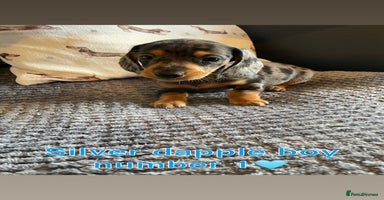 Miniature Dachshund dogs - Advert 8