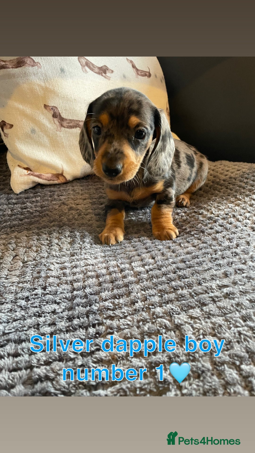 Miniature Dachshund dogs for sale: Male miniature dachshund puppies need homes❤️🐾 - Image 3