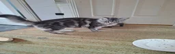 Maine Coon cats for sale: Gorgeous Blue Smoke Maine Coon Cross - Advert 12