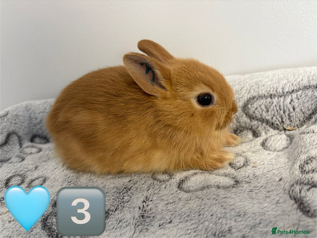 Netherland Dwarf rabbits for sale: 14 x Netherland Dwarf Bunnies 🐰🏡 🥰  - Image 7