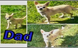 Chihuahua dogs for sale: Small chihuahua puppies  - Advert 7