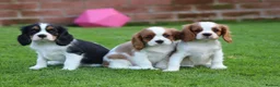 Cavalier King Charles Spaniel dogs for sale: Beautiful Cavalier King Charles Spaniel puppies - Advert 9