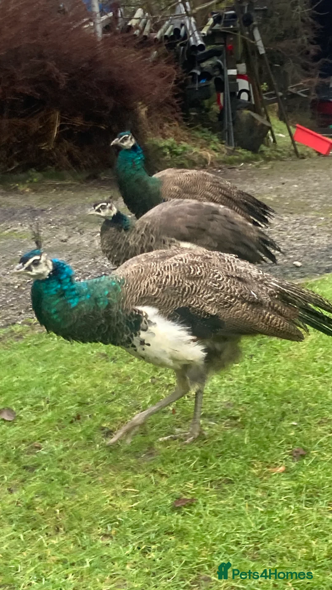 Peafowl poultry for sale: 11 month old Peafowl - 4 male 1 female  in Matlock - Advert 2