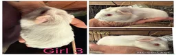 Guinea Pig rodents for sale: Baby guinea pigs  - Advert 3
