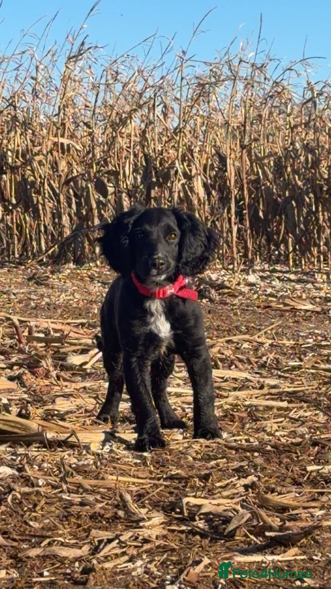 Cockapoo dogs Female cockapoo - Advert 10