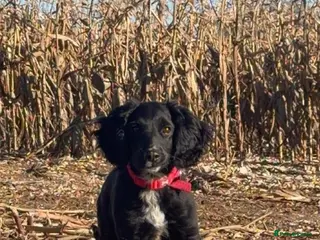 Cockapoo dogs Female cockapoo - Advert 10