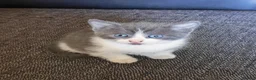 Mixed Breed cats for sale: Adorable Kittens  - Advert 9