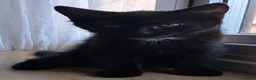 Russian Blue cats for sale: 🐾 Stunning 9 weeks Russian Blue X Tabby Kittens - Advert 14