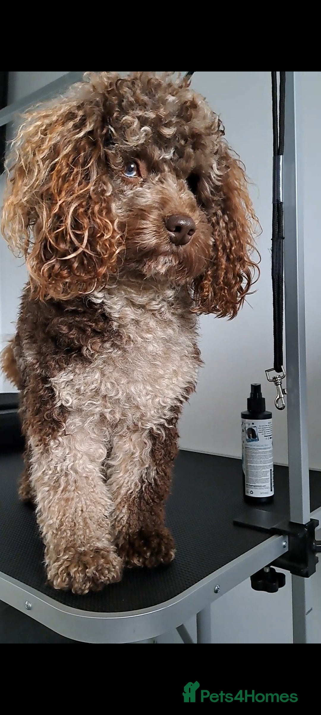 Toy Poodle dogs for stud: Cockapoo stud chocolate merle  - Advert 3