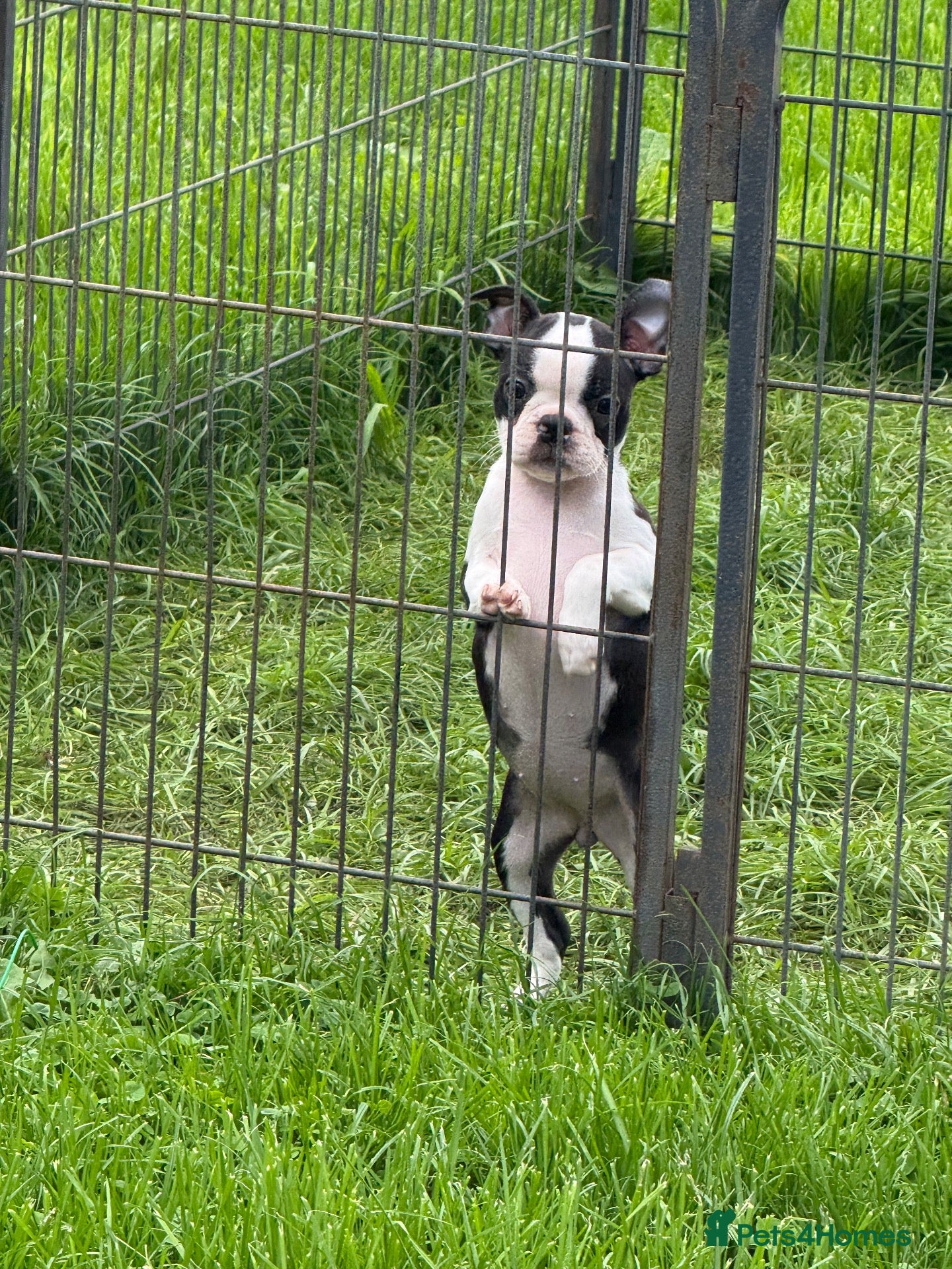 Boston Terrier dogs Stunning Boston Terrier Puppies  - Advert 2
