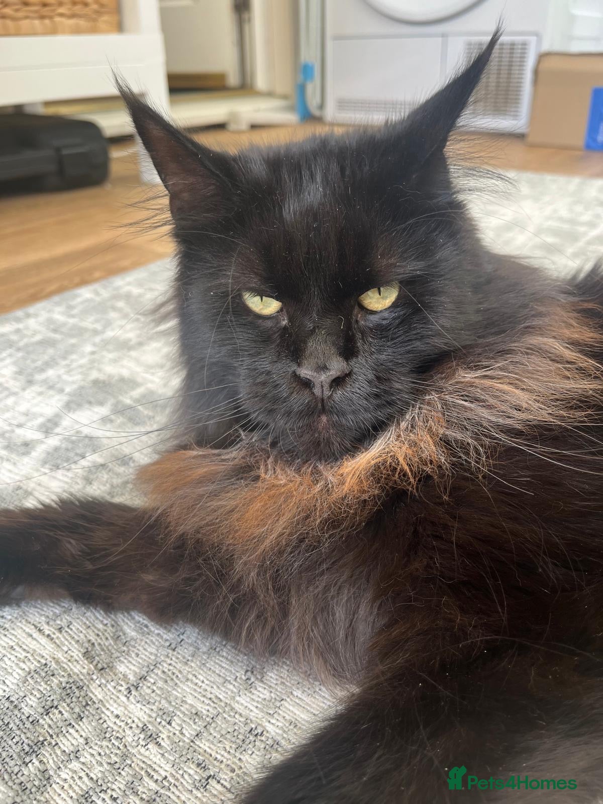 Maine Coon cats Beautiful Maine coon looking for a new home  - Advert 2