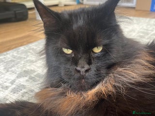 Maine Coon cats Beautiful Maine coon looking for a new home - Advert 1