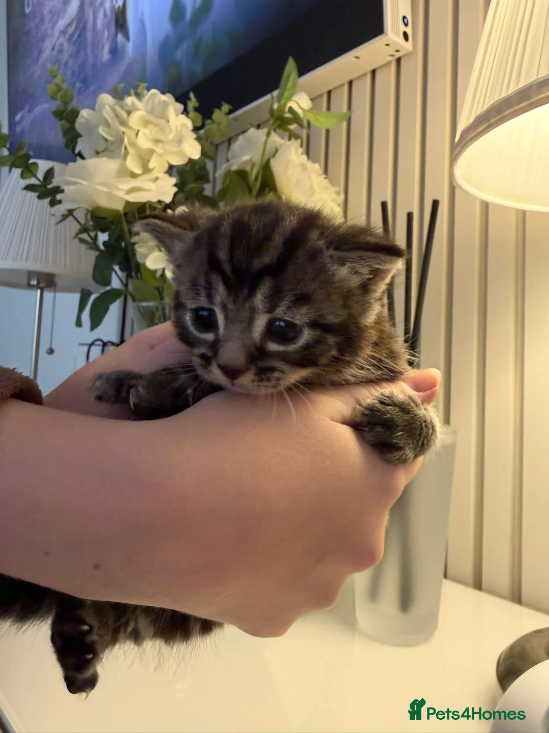 Domestic Shorthair cats for sale: 🐾 Adorable Kittens – Ready 11th May 🐾 - Advert 2