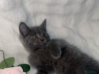 British Shorthair cats Cute British shorthair x sypnx kitten - Advert 1