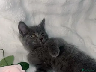 British Shorthair cats Cute British shorthair x sypnx kitten - Advert 16