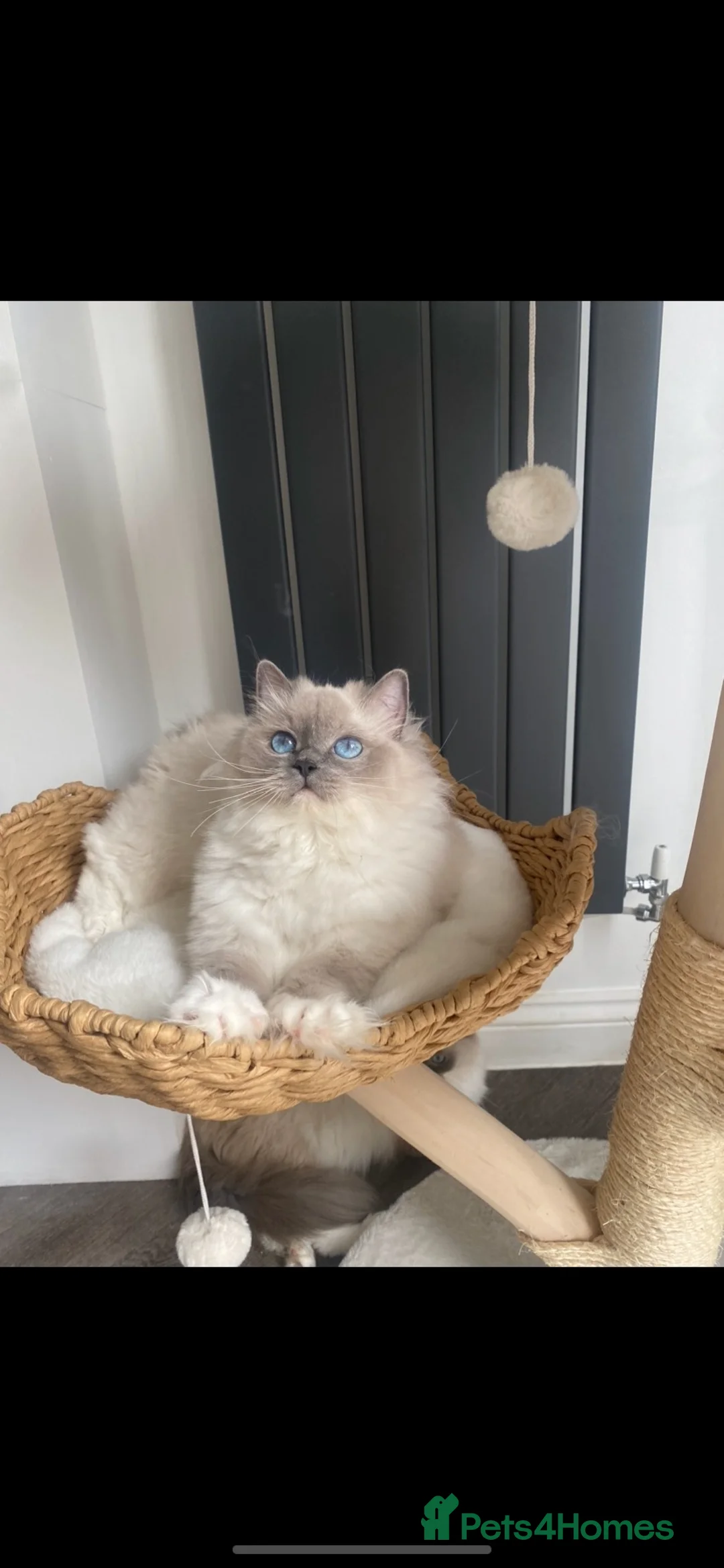 Ragdoll cats for sale: Rag doll  in Cwmbran - Advert 2