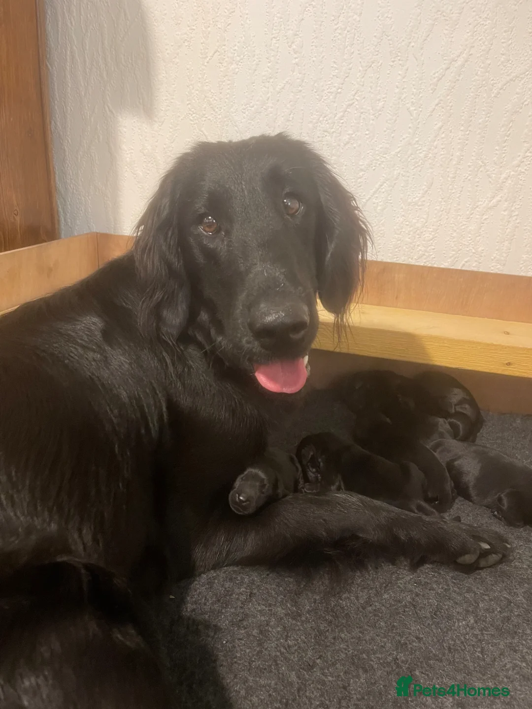 Flat coated Retriever dogs for sale: KC Reg Flat Coated Retrievers  - Advert 2
