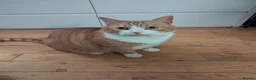 Mixed Breed cats for adoption: Total Cuddly Cat - Jones - Cat-friendly - Advert 3