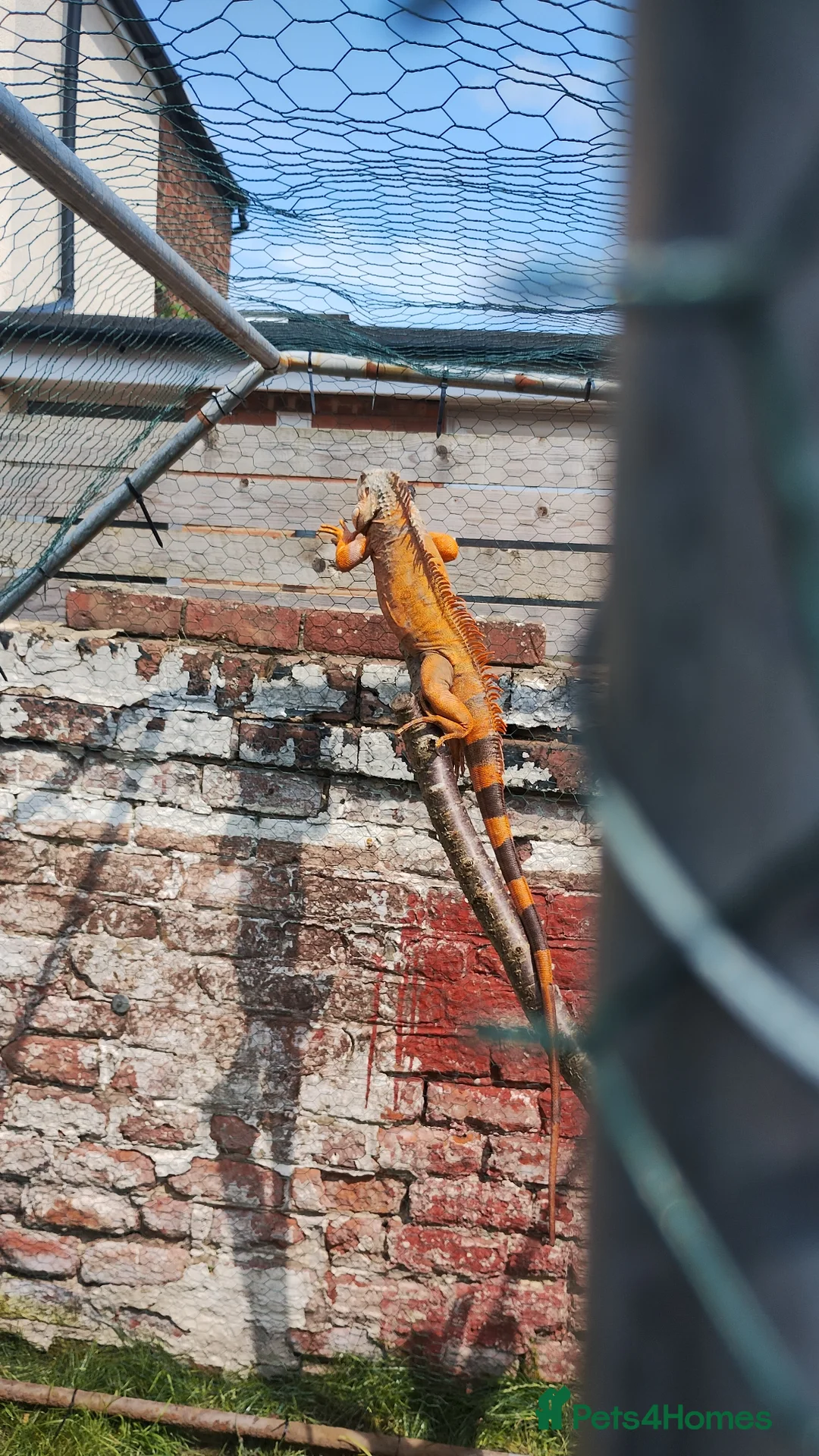 Iguana reptiles for sale: Male Tame Iguana - Advert 3