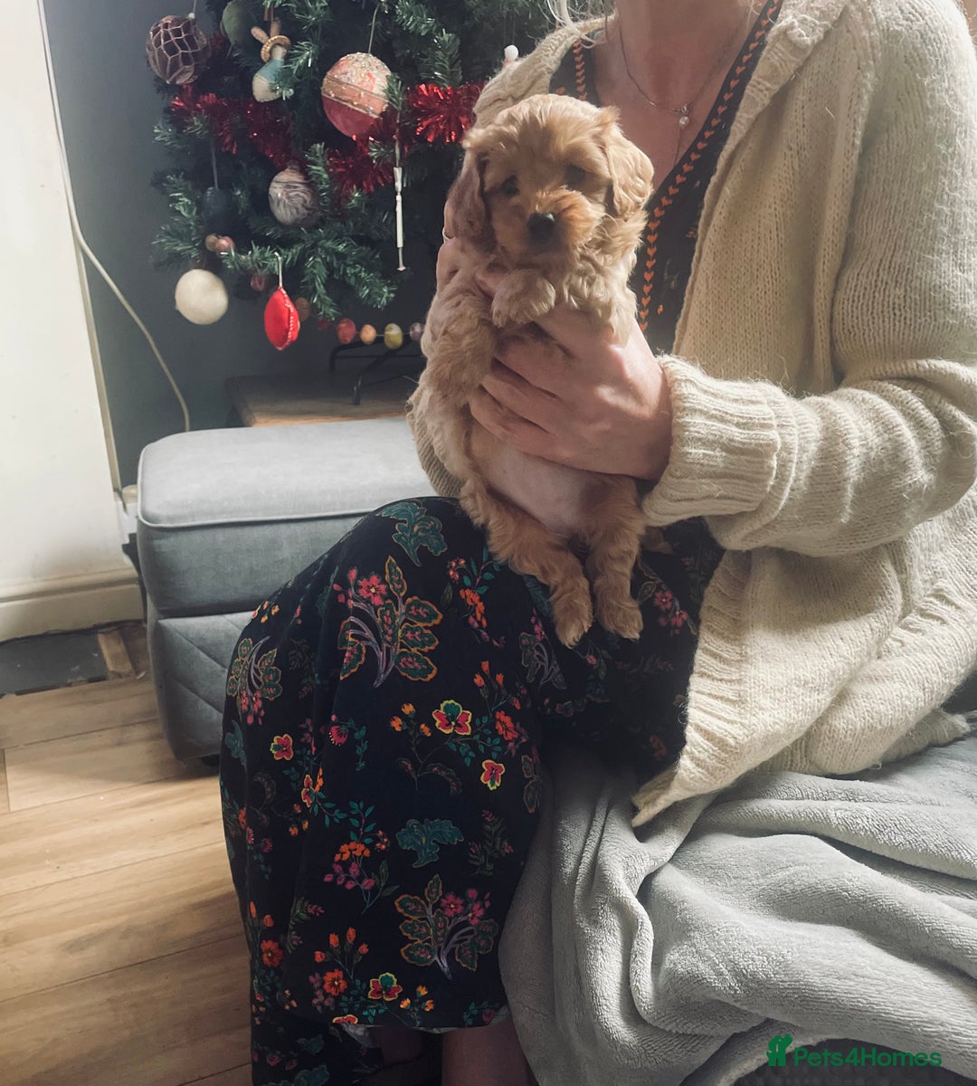 Cavapoo dogs for sale: F2 toy Cavapoo - Advert 11