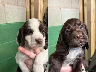 Cocker Spaniel dogs 💕💙🌟2 lovely Cocker Spaniel Puppies left💕💙 🌟 - Advert 2