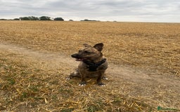 Mixed Breed dogs for sale: 1 year old dog needs rehoming  - Image 4
