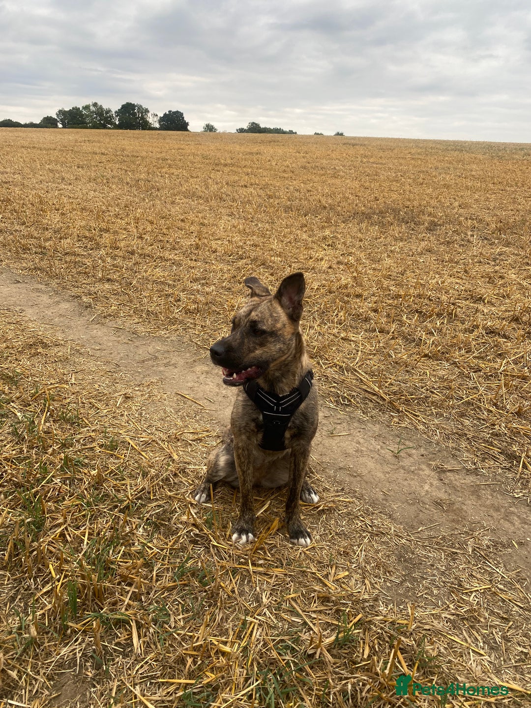 Mixed Breed dogs for sale: 1 year old dog needs rehoming  - Image 4