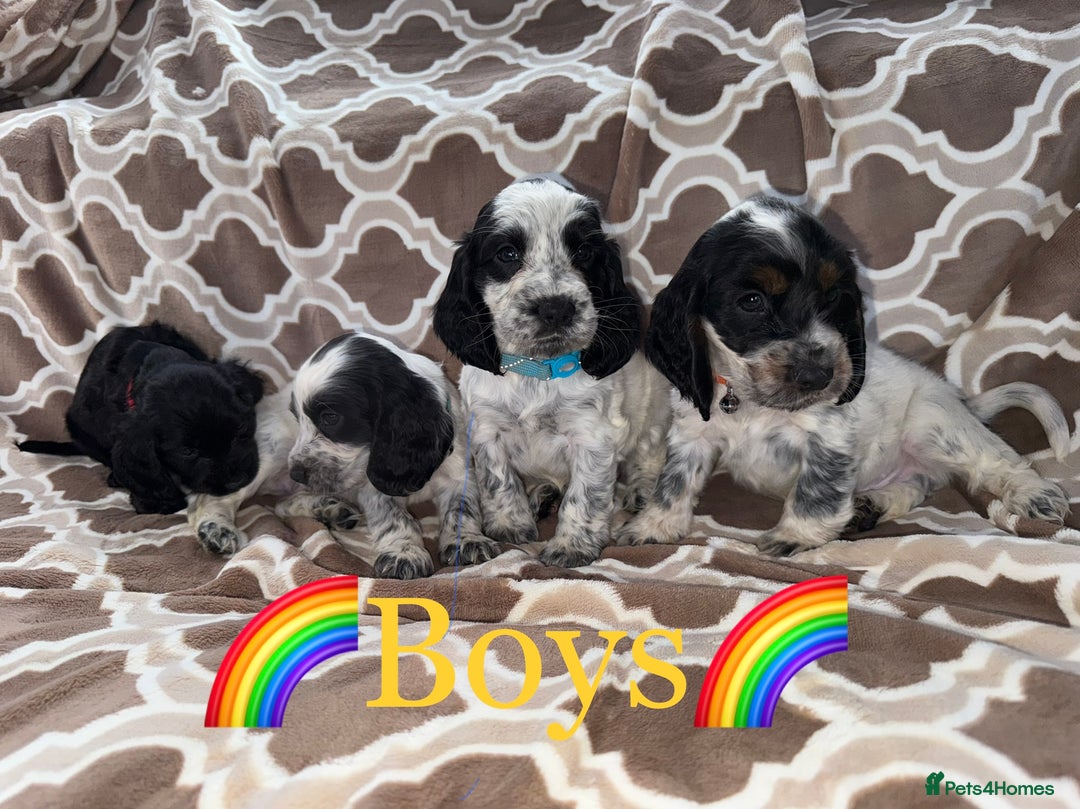 Cocker Spaniel dogs for sale: Cocker spaniel puppy’s - Image 9
