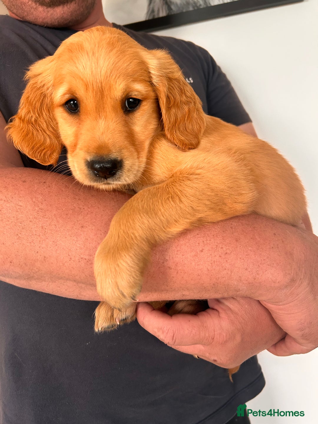 Golden Retriever dogs for sale: Golden Retriever Puppies  - Image 18