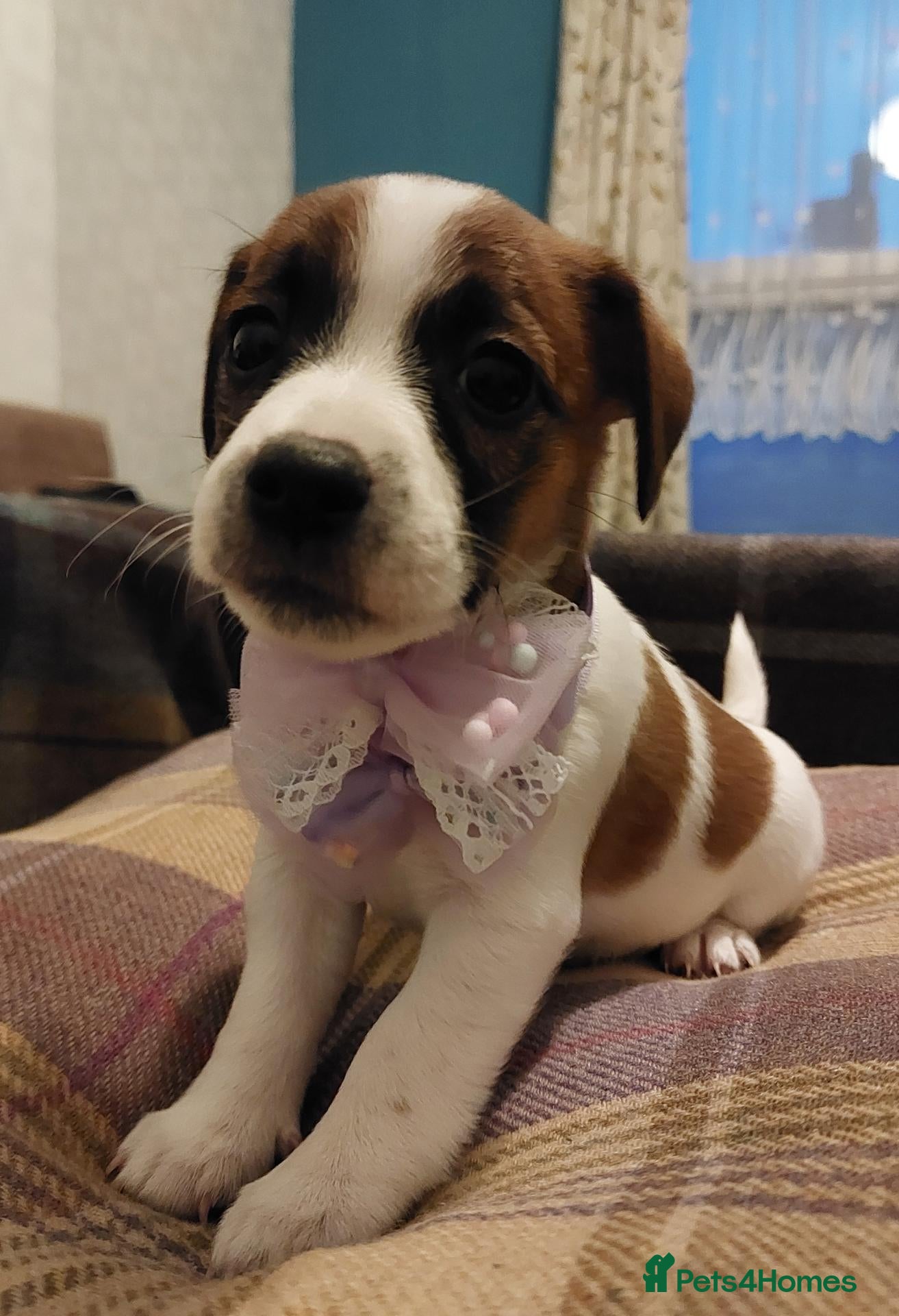 Jack Russell dogs for sale: Adorable 1 BOY LEFT Jack Russell  - Advert 1