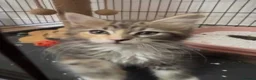 Mixed Breed cats for sale: Ragcoon kittens ready now  - Advert 3