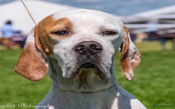 Pointer dogs for sale: Pointer litter due in Dec - Image 2