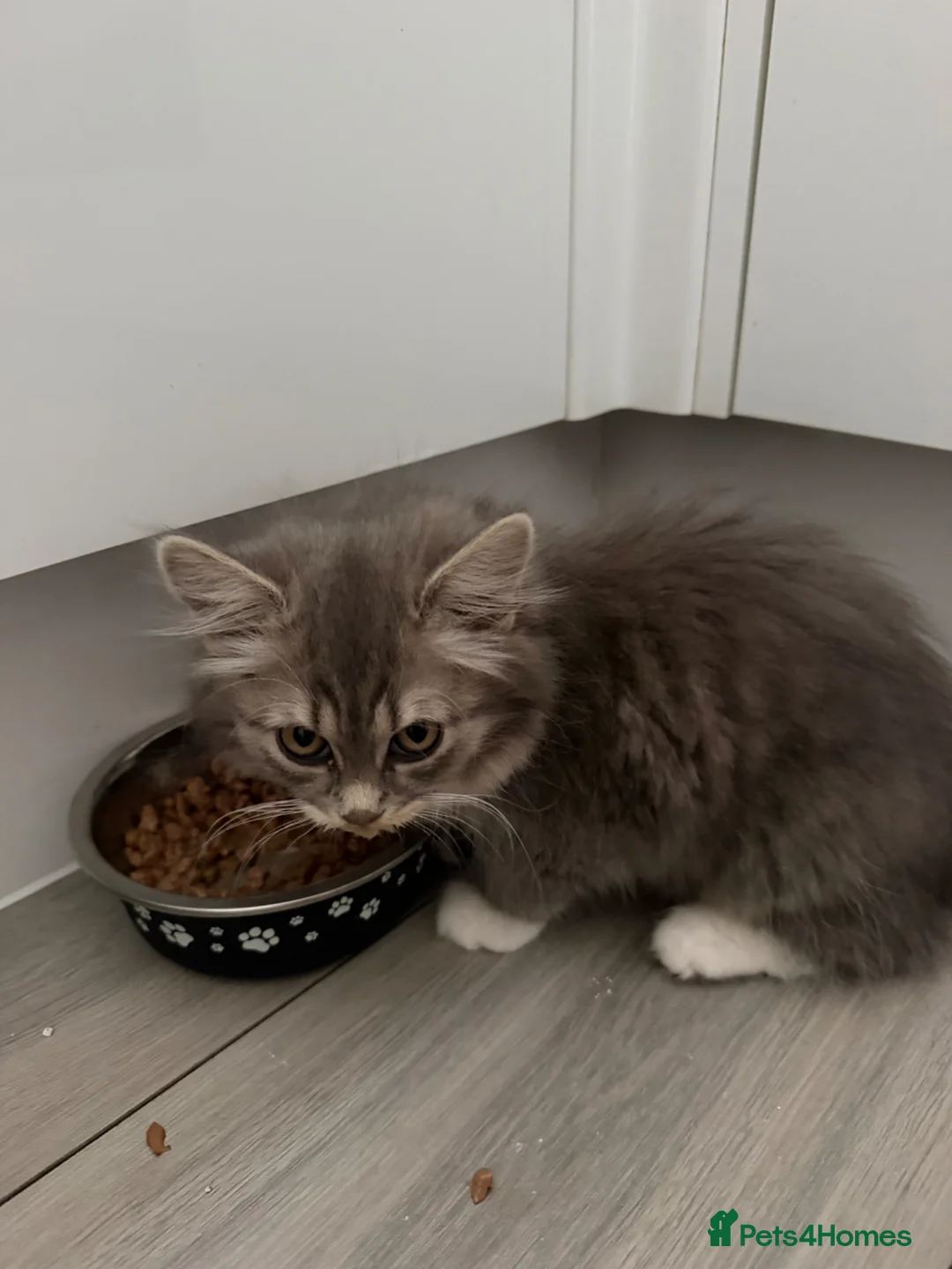 Maine Coon cats for sale: 2 stunning kittens for sale  - Advert 2