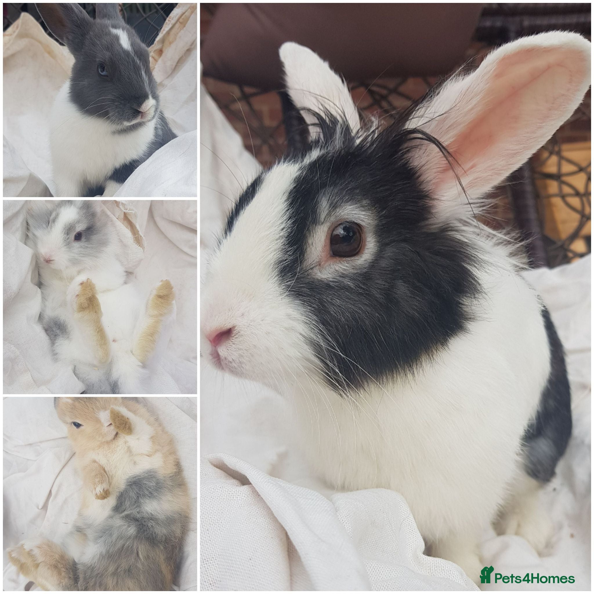 Mixed Breed rabbits 3 babies and mum - Advert 2