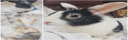 Mixed Breed rabbits for sale: 3 babies and mum - Advert 1