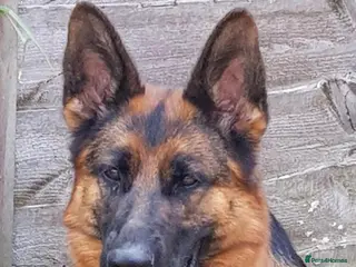 German Shepherd dogs Quality litter @icepack kennels - Advert 5