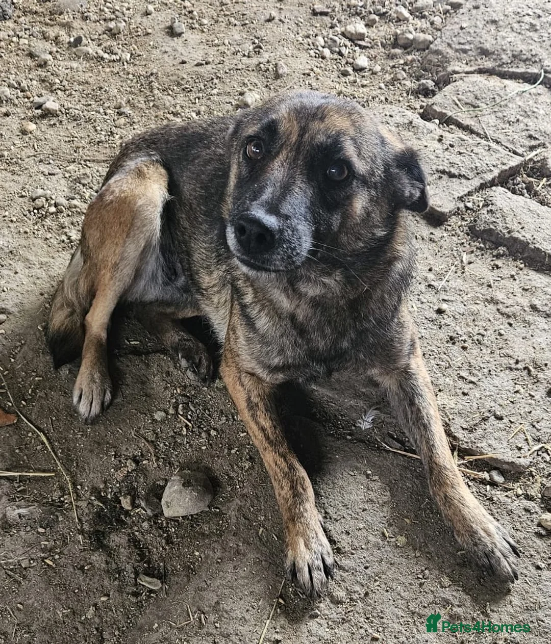 Mixed Breed dogs for adoption: 🌸 🐾 LIANA – a Lovely Girl for a Loving Home 🐾🌸 - Advert 5
