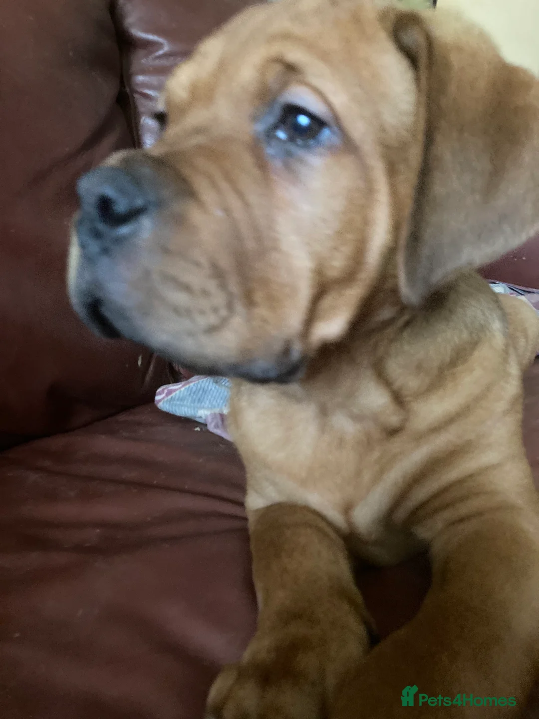 Mixed Breed dogs for sale: Rocco - Advert 17