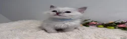 Ragdoll cats for sale: Beautiful TICA registered Ragdoll kittens  - Advert 8